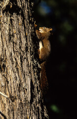 Obraz premium Écureuil roux, Sciurus vulgaris