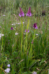 Anacamptis pyramidalis - Pyramidal Orchid - Orchis pyramidal
