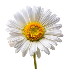 daisy isolated on transparent background