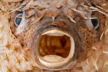 Kugelfisch