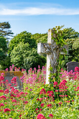 Fototapeta premium views around a graveyard full of wild flowers