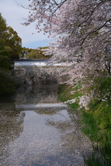 桜と水堀と石垣
