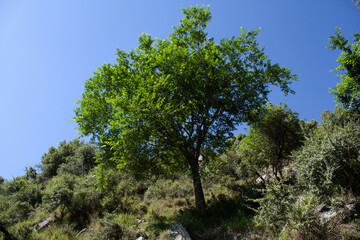 Beautiful green trees in a hilly forest