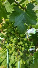 Fototapeta premium A bunch of unripe grapes, close-up