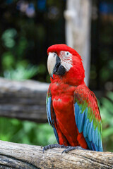 Close up head the red macaw parrot bird in garden