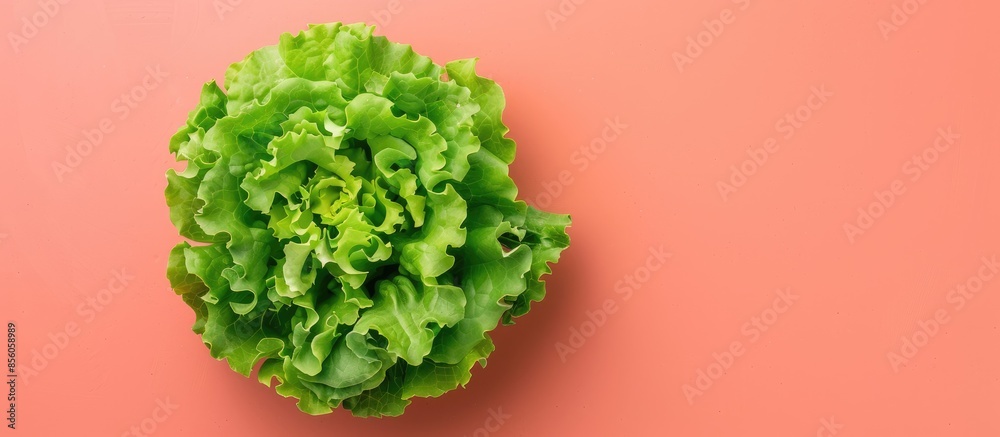 Fototapete fresh green cos lettuce isolated on pastel background. with copy space image. place for adding text 