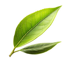 Obraz premium cold green small tea leaf, levitating in the air, three-quarter, on a white background