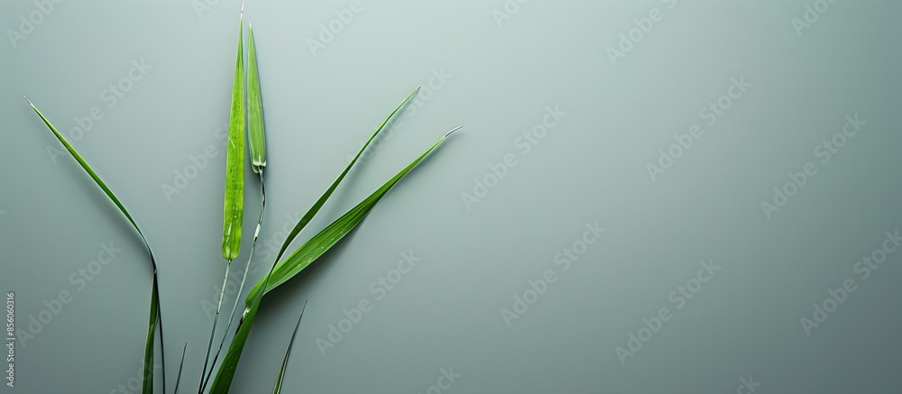 Poster one cattail on a uniform gray background. shot with one light source. the photo reflects minimalism and natural colors for the home. with copy space image. Place for adding text or design
