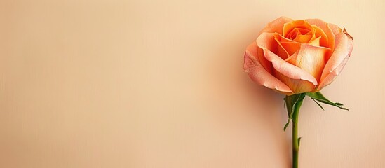 Fototapeta premium orange bud rose flower Isolated on pastel background. with copy space image. Place for adding text or design