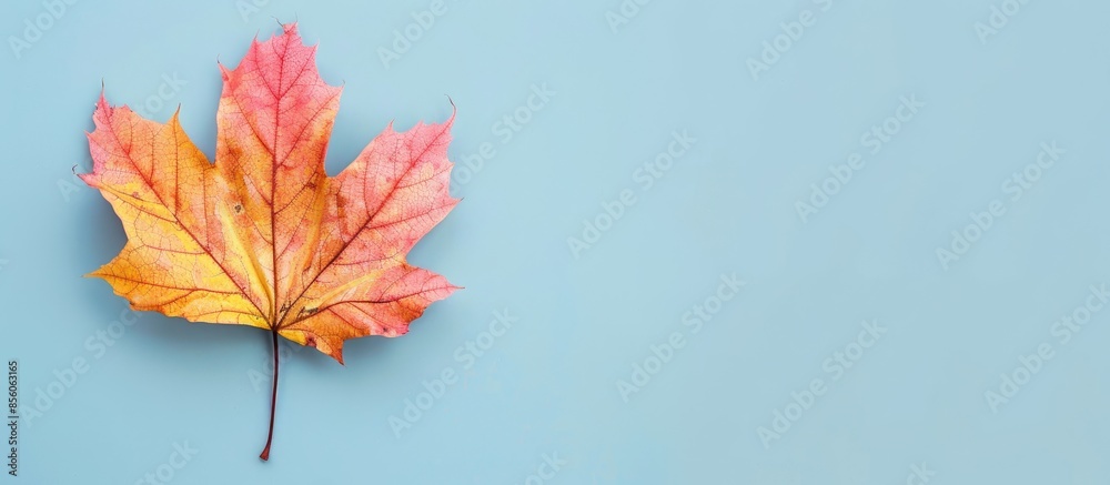 Leinwandbilder pressed maple leaf Isolated on pastel background  Isolated. with copy space image. Place for adding text or design