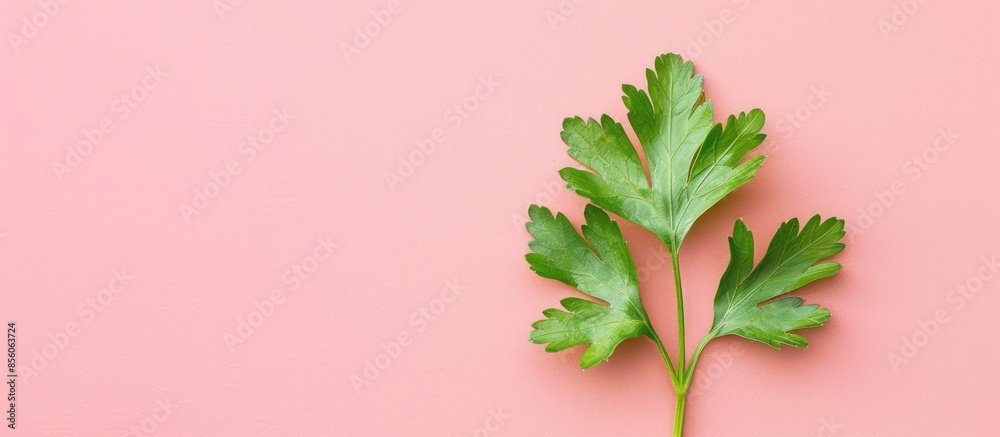 Fototapete Parsley leaf Isolated on pastel background Isolated. with copy space image. Place for adding text or design