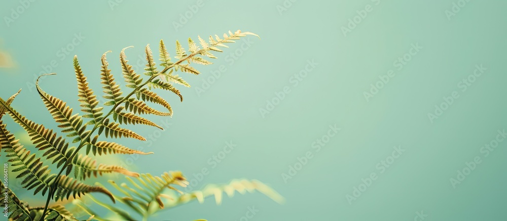 Leinwandbilder close up of fern on pastel background isolated flower. with copy space image. place for adding text 