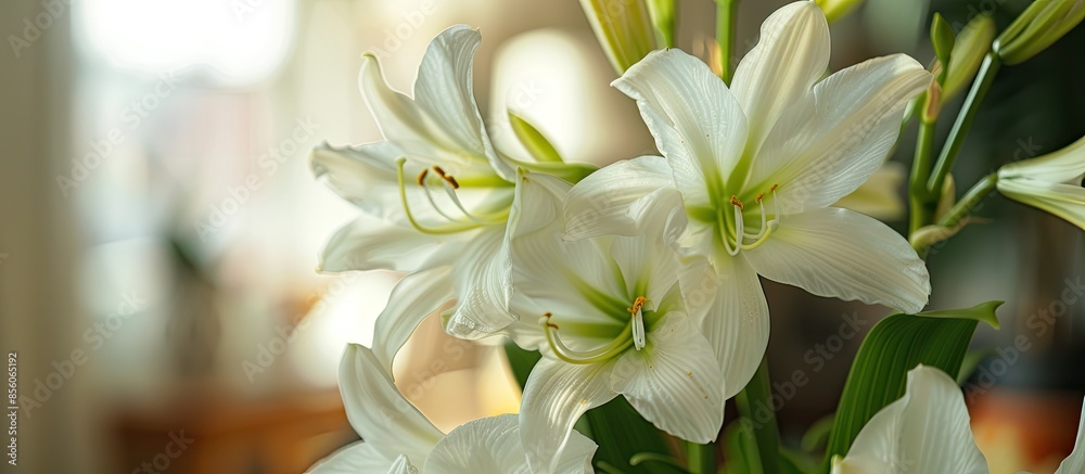 Aufkleber White flowers isolated with macro view and blurred background inside apartment. with copy space image. Place for adding text or design