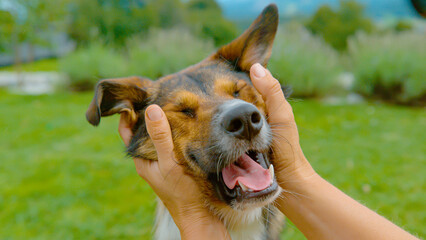 CLOSE UP, DOF: Happy dog receiving an affectionate rub from its caring owner