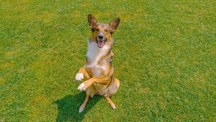 PORTRAIT: Cute mixed breed dog at obedience training session in sunny garden