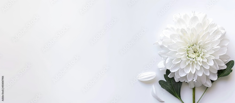 Poster White chrysanthemum and a white background. Copy space image. Place for adding text or design