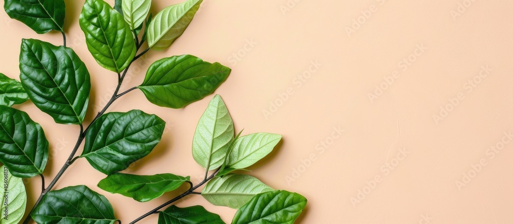Aufkleber Branch of green leafs Isolated on pastel background. with copy space image. Place for adding text or design