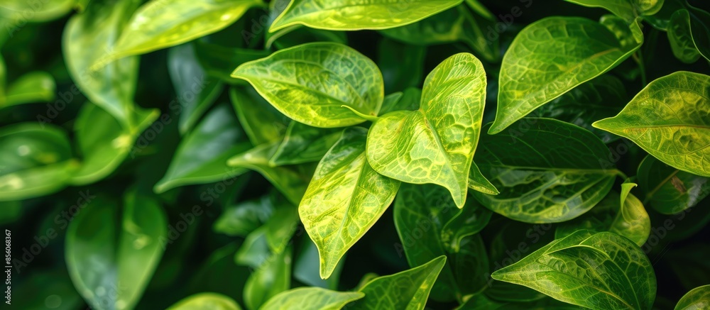Poster green colored epipremnum aureum tree stock on farm for harvest. with copy space image. place for add