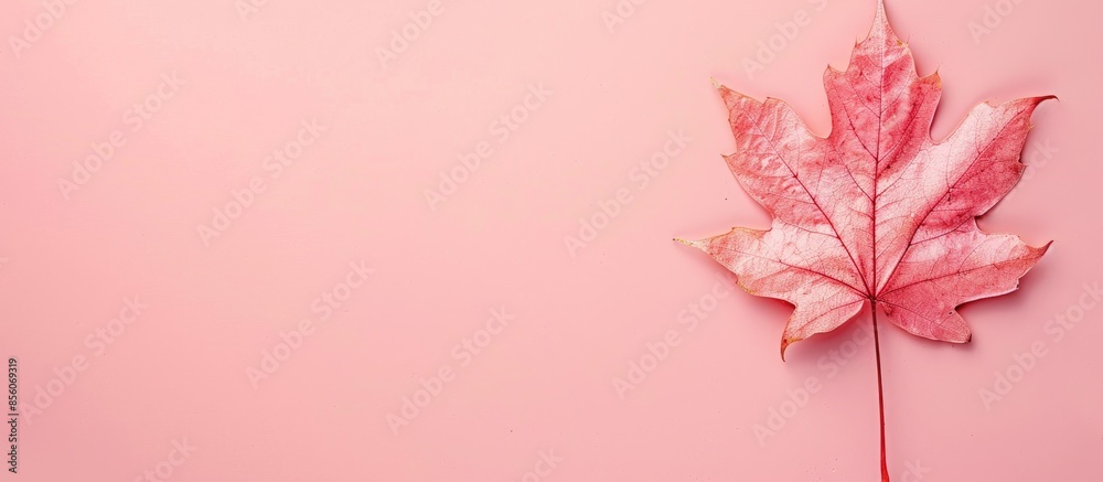 Fototapete pressed maple leaf Isolated on pastel background  Isolated. with copy space image. Place for adding text or design