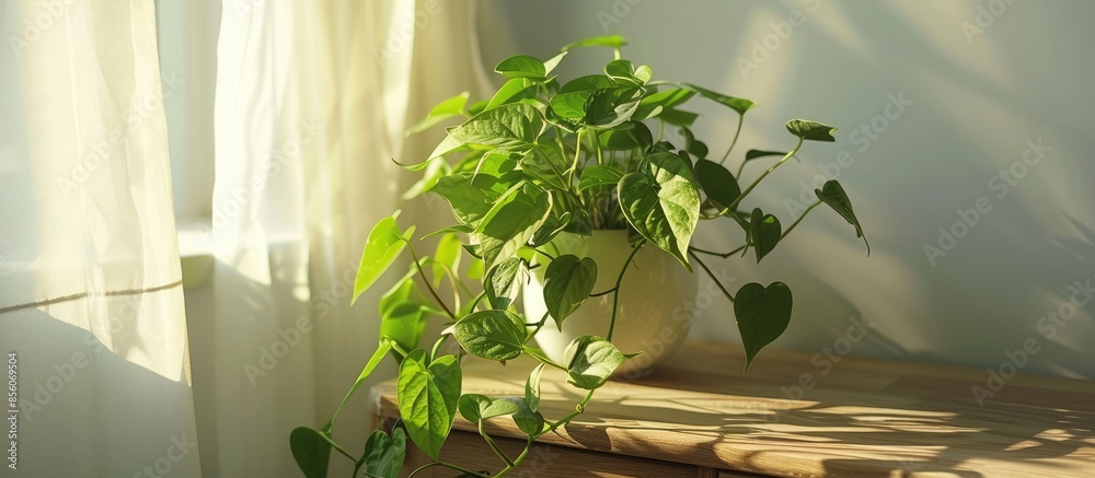 Poster pothos indoor house plant on a boho style dresser. with copy space image. place for adding text or d