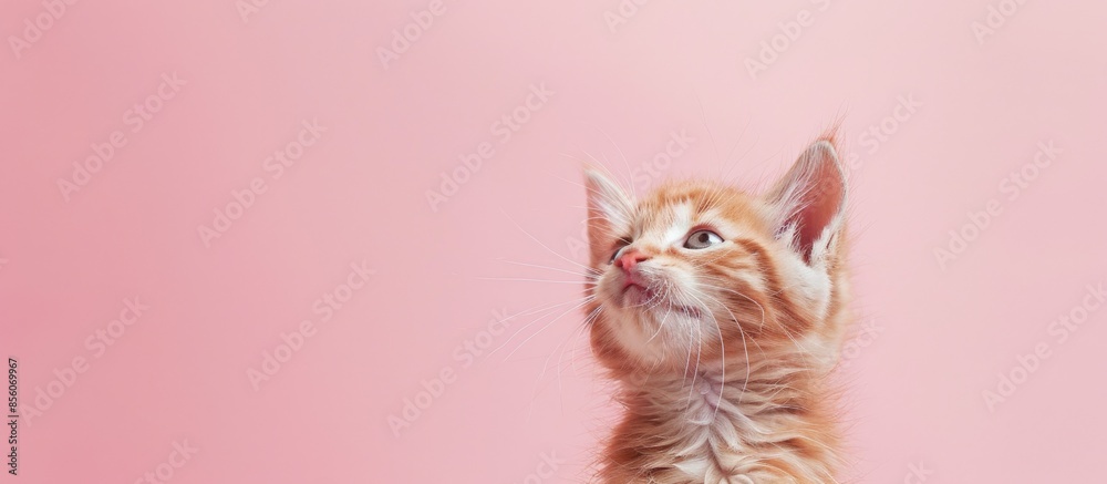 Poster Kitten on a pastel background Isolated  Cat  pastel. with copy space image. Place for adding text or design