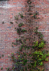 Growth on red brick wall