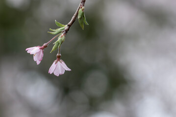 シダレザクラのシンプルな背景