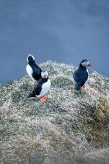 Cute puffins (Papageientaucher) sit in the grass on the mountainside and enjoy the approaching sunset on the coast of Iceland