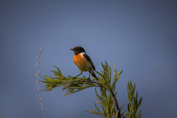 A male European stonechat sits on top of a green bush towards the camera lens with a blue background with copyspace.	