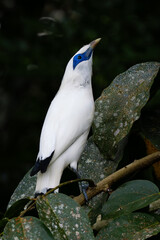 Rothschild's Mynah - Leucopsar rothschildi, beautiful white blue eyed starling endemic in Bali island, Indonesia.