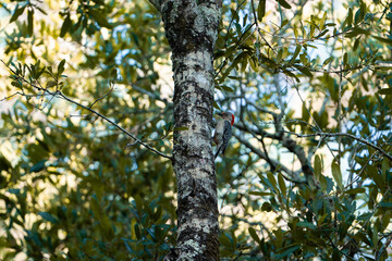 Red-bellied Woodpecker on a tree