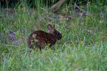 Marsh Rabbit in long grass
