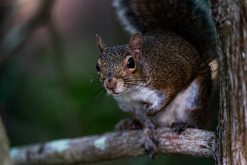 Grey squirrel perched on a branch
