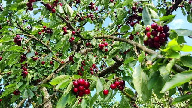 leckere reife rote Kirschen am Kirschbaum mit leicht im Wind wiegenden Bl&auml;ttern - Fr&uuml;chte, gesund, vitaminreich, Kirschernte, lecker, saftig, windig, Sommer, Garten, Nahaufnahme
