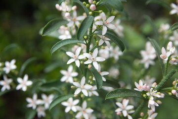 Philotheca myoporoides in bloom, Eriostemon myoporoides,  long-leaf wax flower