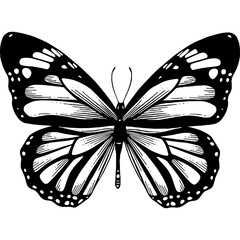 Hand drawn Monarch Butterfly Sketch Illustration