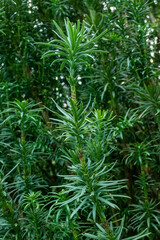 Säulenkopf-Eibe, Cephalotaxus harringtonii immergrüne Pflanze im Detail