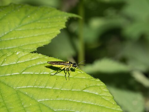 Tenthredo notha, a common sawfly sitting on a green leaf. Close up.
