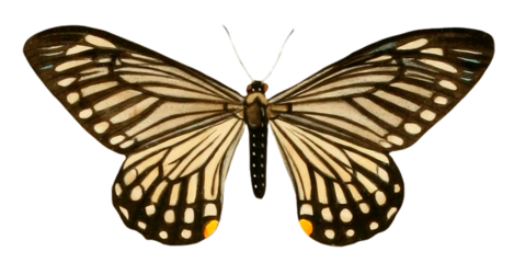 Vintage Illustration Of A Butterfly With Transparent Background, Colorful Butterfly With Open Wings, Macro