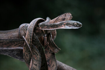 Bengkulu cat snake Boiga bengkuluensis