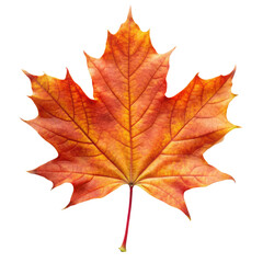 autumn maple leaf isolated