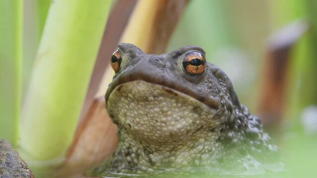 Common toad Bufo bufo on the water surface. Head detail.