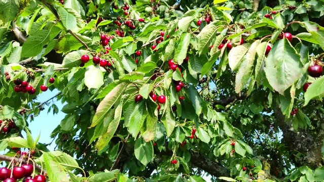 leckere reife rote Kirschen am Kirschbaum mit leicht im Wind wiegenden Bl&auml;ttern - Fr&uuml;chte, gesund, vitaminreich, Kirschernte, lecker, saftig, windig, Sommer, Garten, Nahaufnahme
