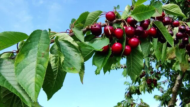 leckere reife rote Kirschen am Kirschbaum mit leicht im Wind wiegenden Bl&auml;ttern - Fr&uuml;chte, gesund, vitaminreich, Kirschernte, lecker, saftig, windig, Sommer, Garten, Nahaufnahme
