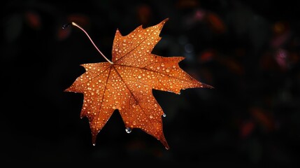 Fototapeta premium A dried autumn maple leaf on the water