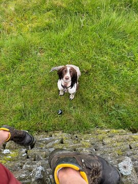Dog Wanting The Ball