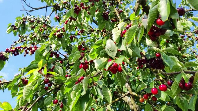 leckere reife rote Kirschen am Kirschbaum mit leicht im Wind wiegenden Bl&auml;ttern - Fr&uuml;chte, gesund, vitaminreich, Kirschernte, lecker, saftig, windig, Sommer, Garten, Nahaufnahme
