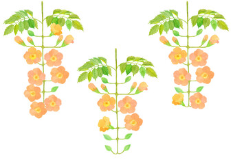 Obraz premium ノウゼンカズラ 夏の花 Campsis grandiflora