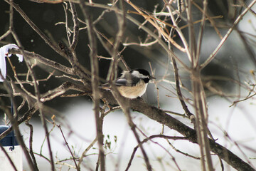 Chickadee in Winter