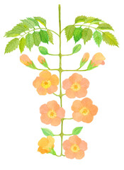 Obraz premium ノウゼンカズラ 夏の花 Campsis grandiflora